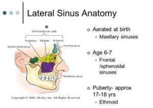 sinus anatomy1